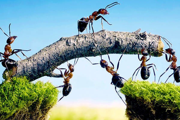 hormigas cooperando
